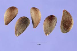   Seeds:   Malus angustifolia ; Photo by S. Hurst, USDA-NRCS Plants Database
